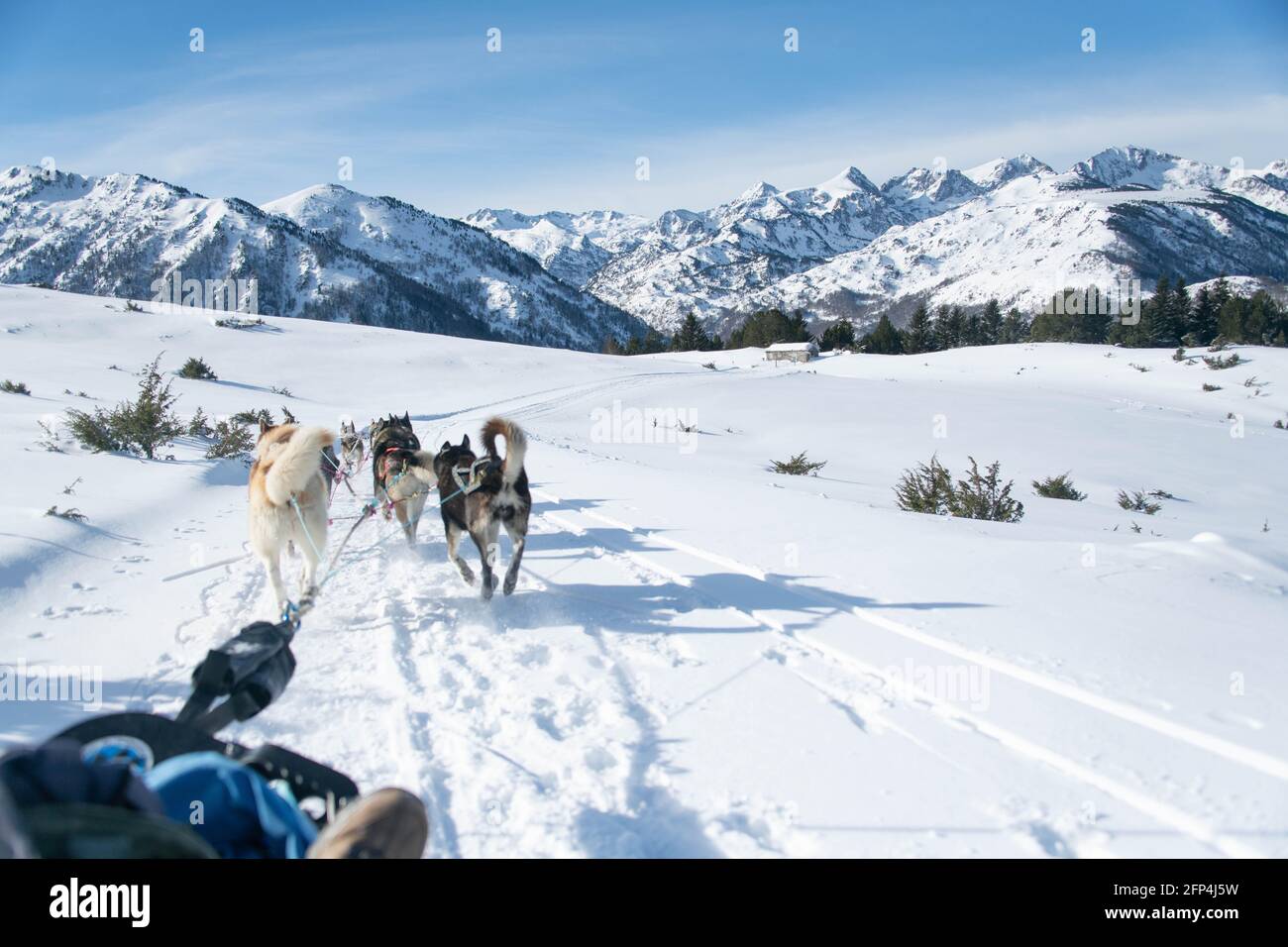 Roadtrip with dogs hi-res stock photography and images - Alamy