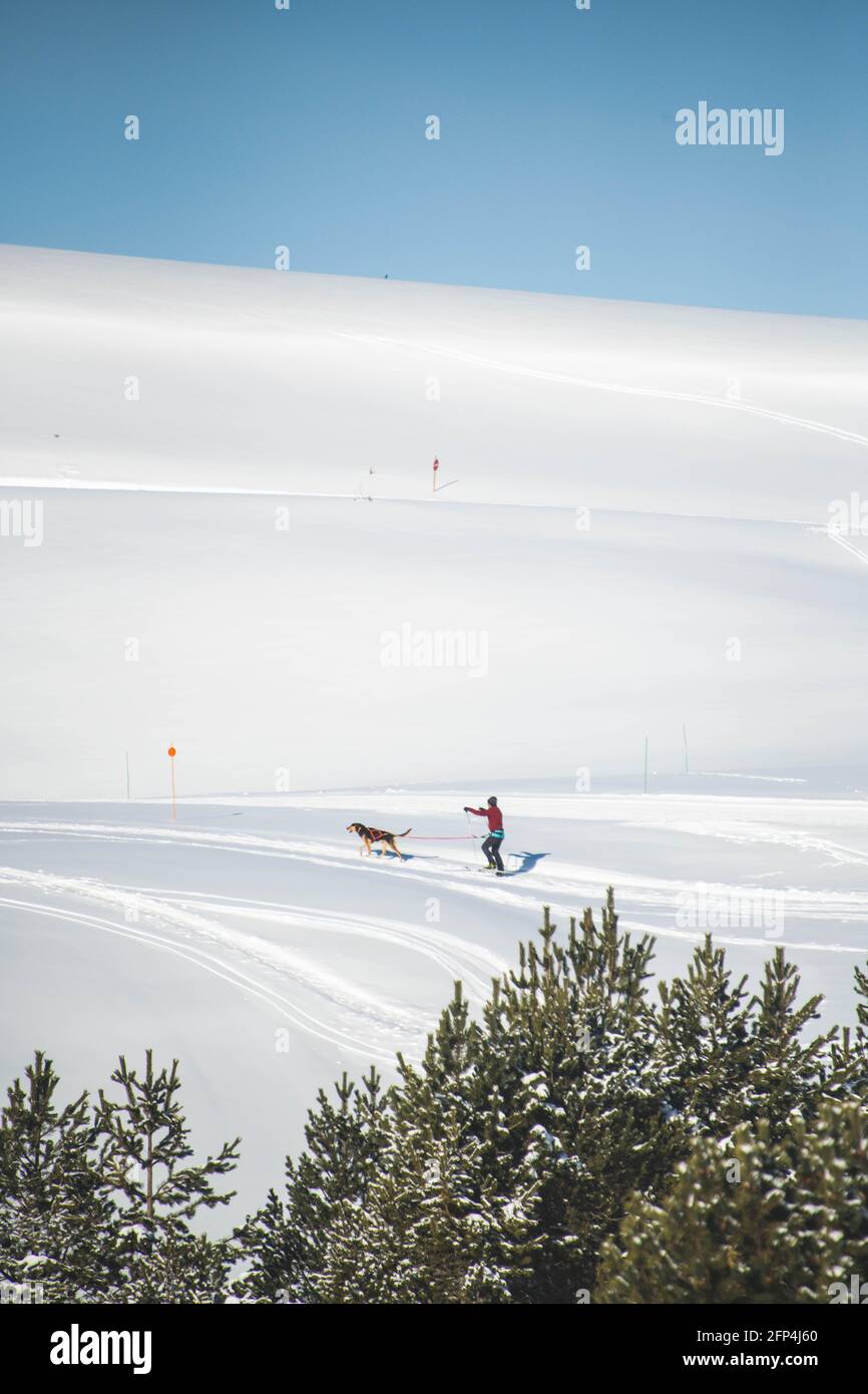 Sled dogs pull a man with skis through the snow up a hill Stock Photo