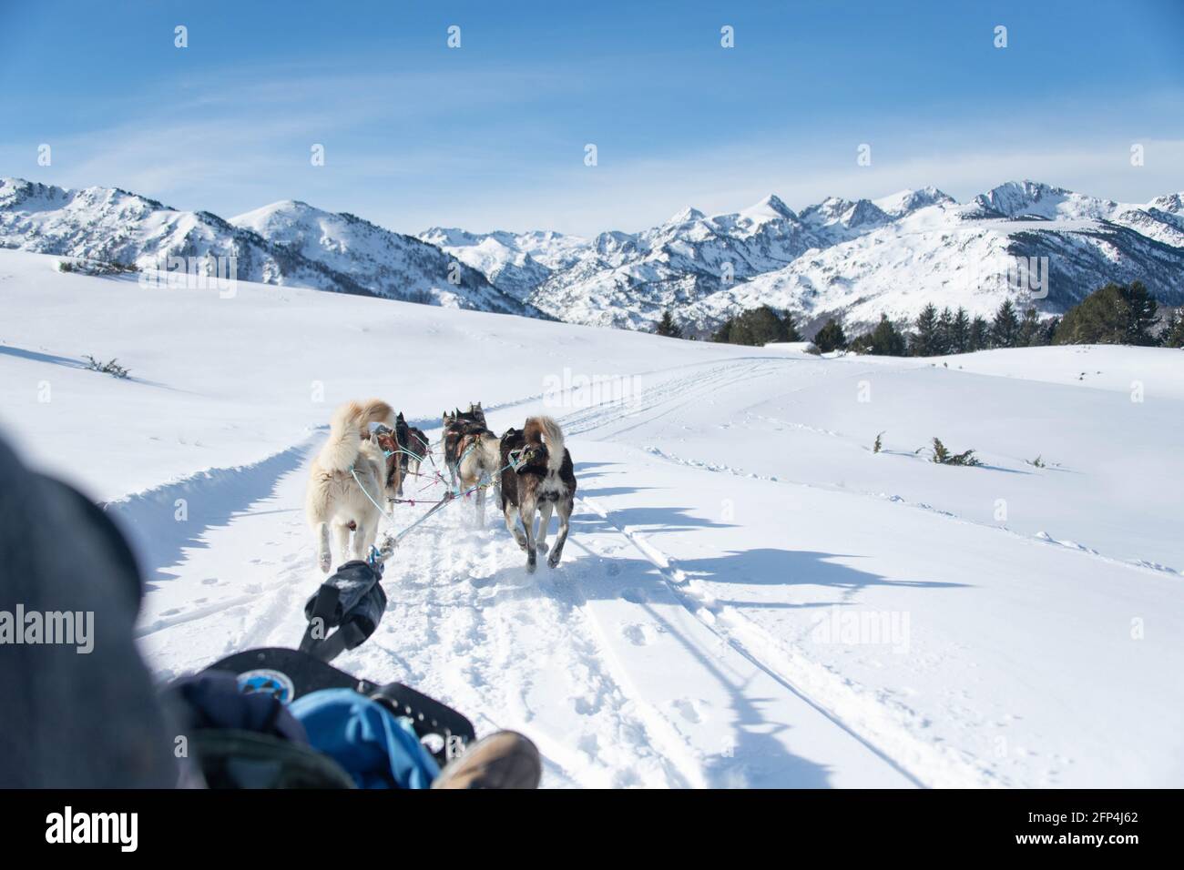 Rear view of sled dogs pulling sleigh on snowy landscape Stock Photo ...