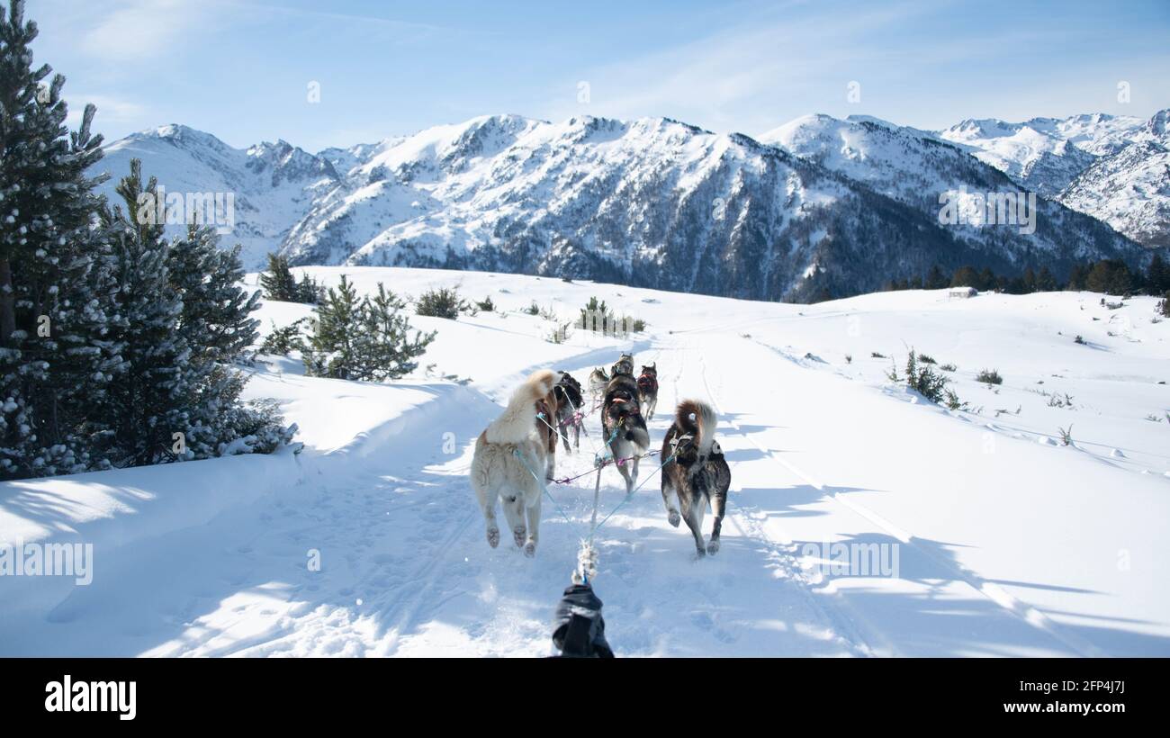 Rear view of sled dogs pulling sleigh on snowy landscape Stock Photo ...