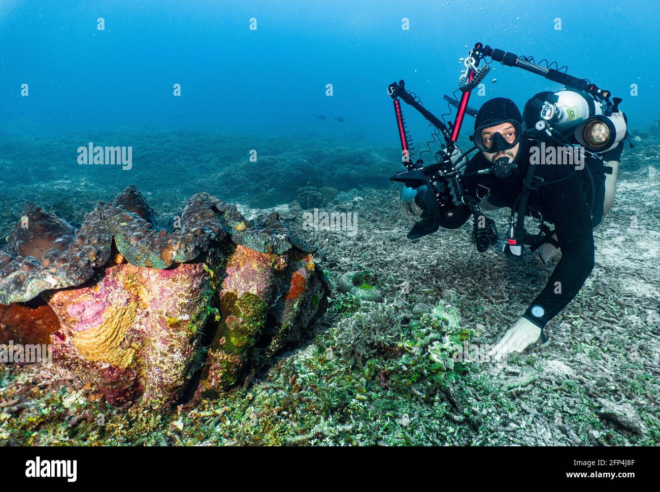 photographer taking picture of giant clamp shell in Raja Ampat Stock Photo