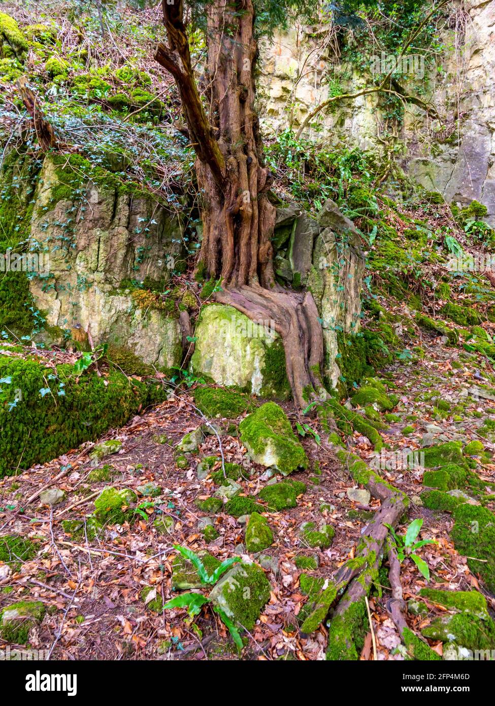 Tree with exposed roots growing on a rocky cliff face with moss covered ...