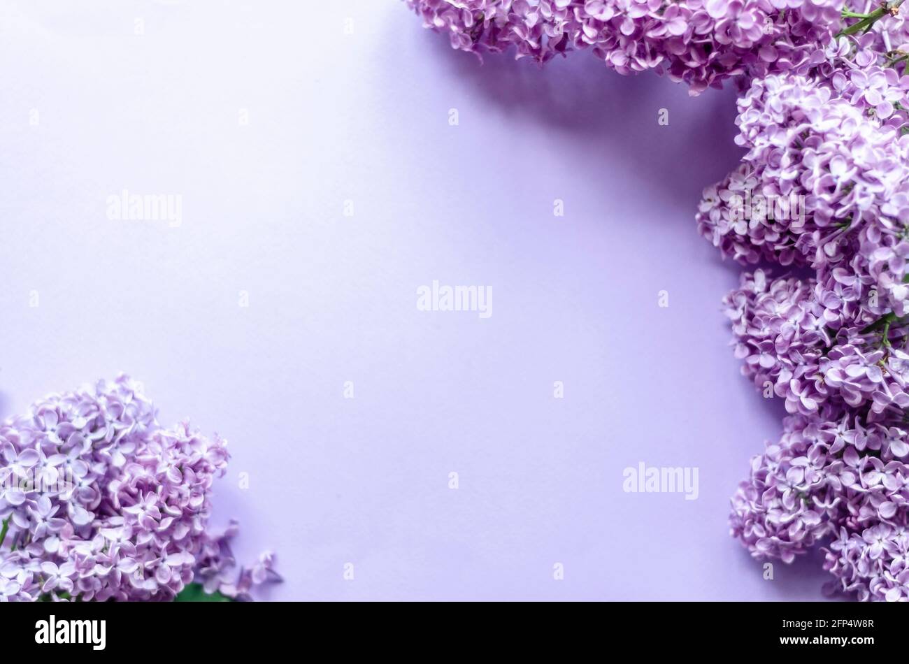 lilac flowers on purple background, free space Stock Photo