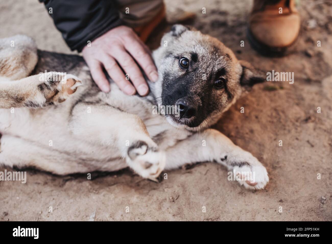 People are palming homeless dog in animal shelter. Looking and waiting for people to come adopt. Shelter for animals concept Stock Photo