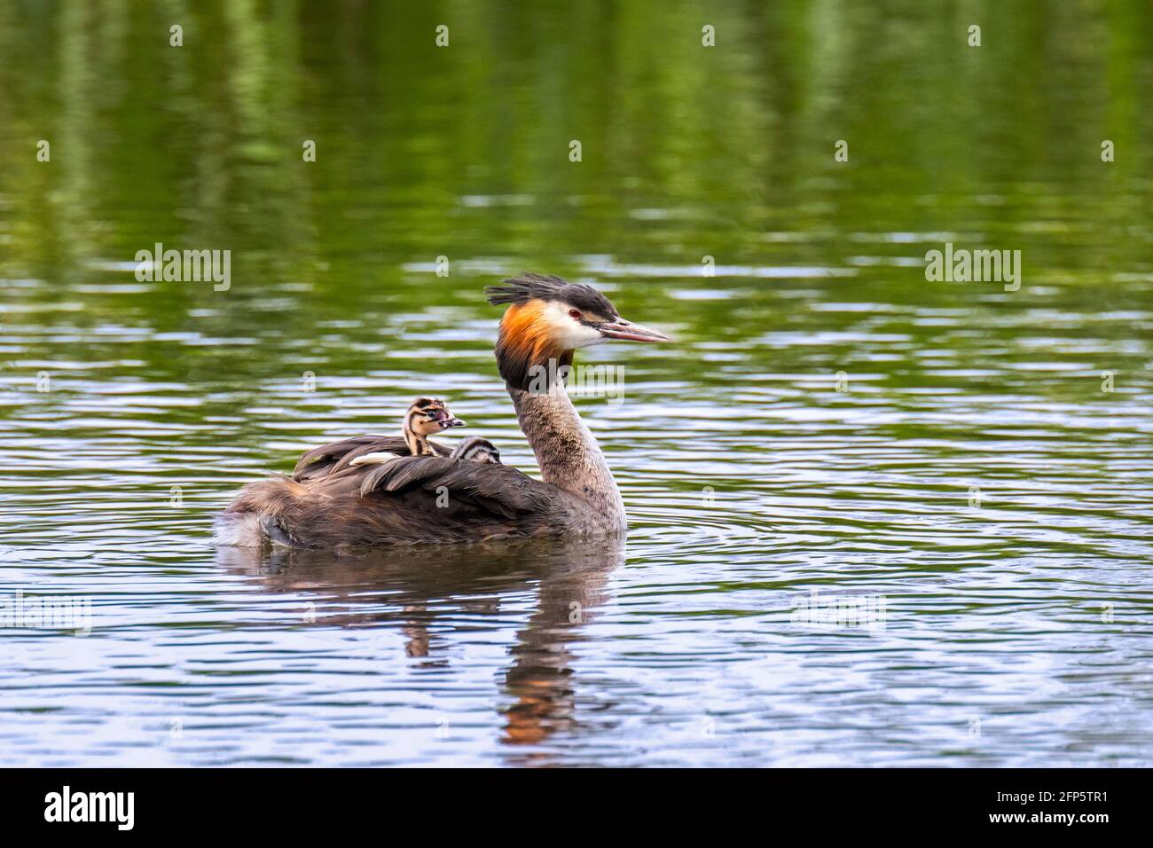 Great crested grebe (Podiceps cristatus) parent swimming in pond while carrying two chicks on its back in spring Stock Photo