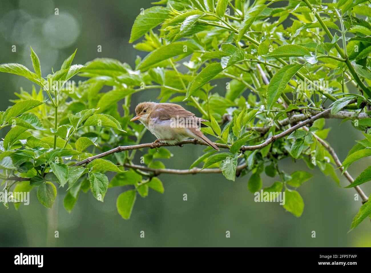 Marsh warbler (Acrocephalus palustris) perched in bush / shrub in spring Stock Photo