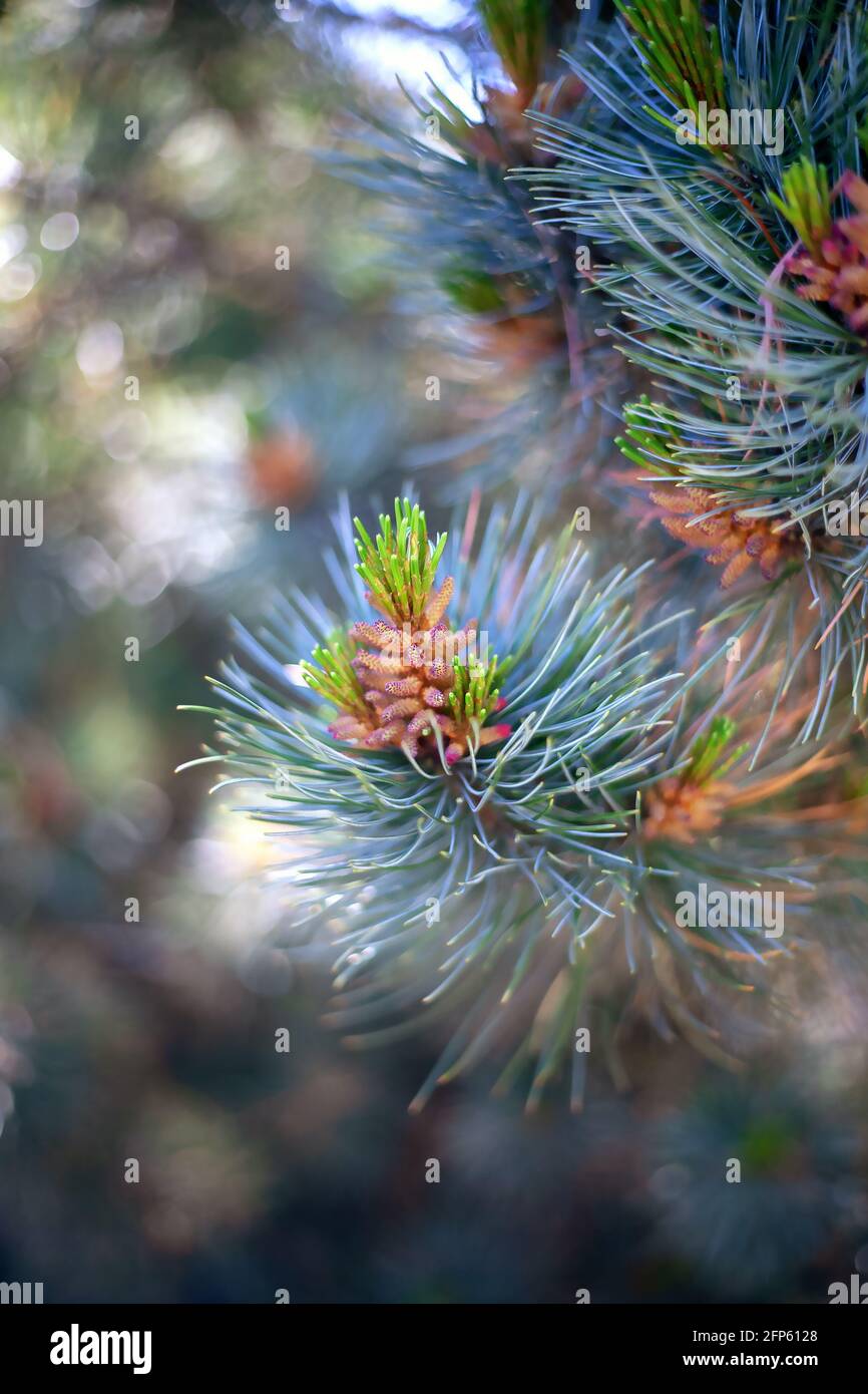 Nature concept for spring design. A branch of the original two-color Japanese pine needles. Stock Photo