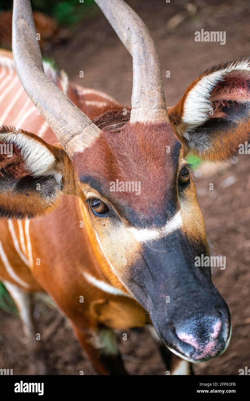 bongo at the Mount Kenya Wildlife Conservancy Stock Photo