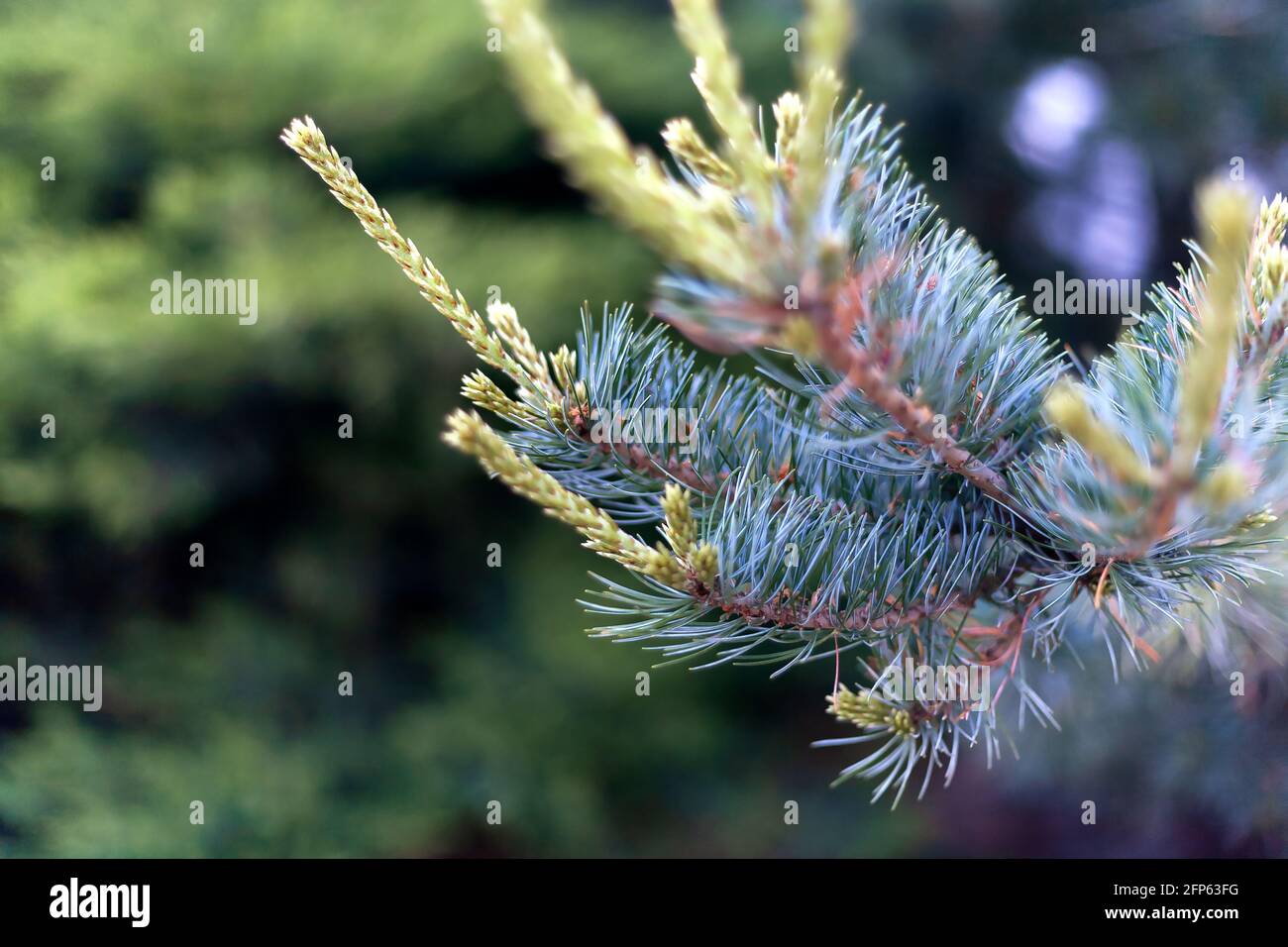 Nature concept for spring design. A branch of the original two-color Japanese pine needles. Stock Photo