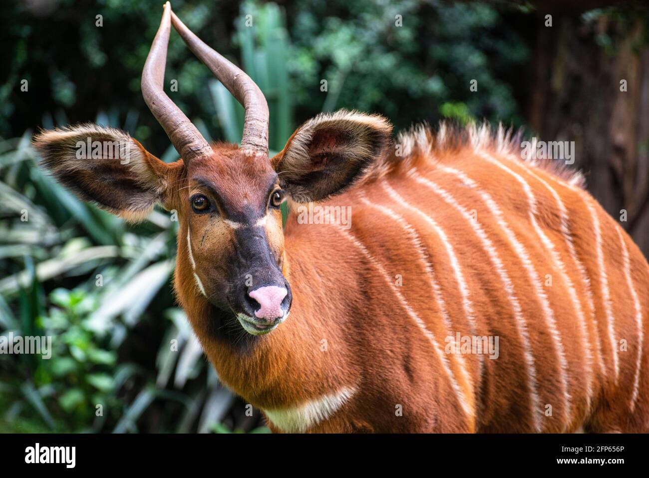 Bongo antelope kenya africa hi-res stock photography and images - Alamy