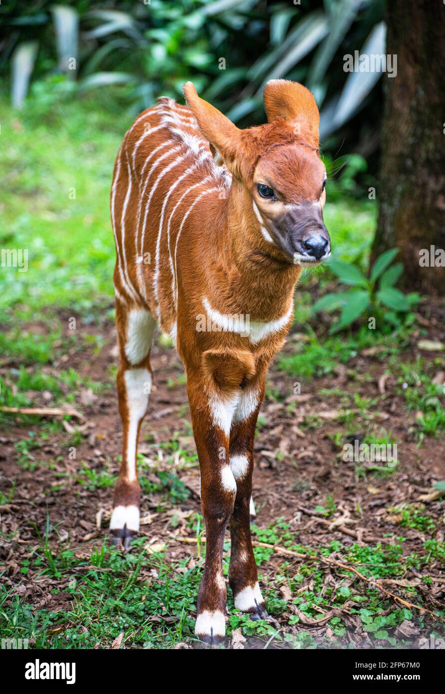 bongo at the Mount Kenya Wildlife Conservancy Stock Photo