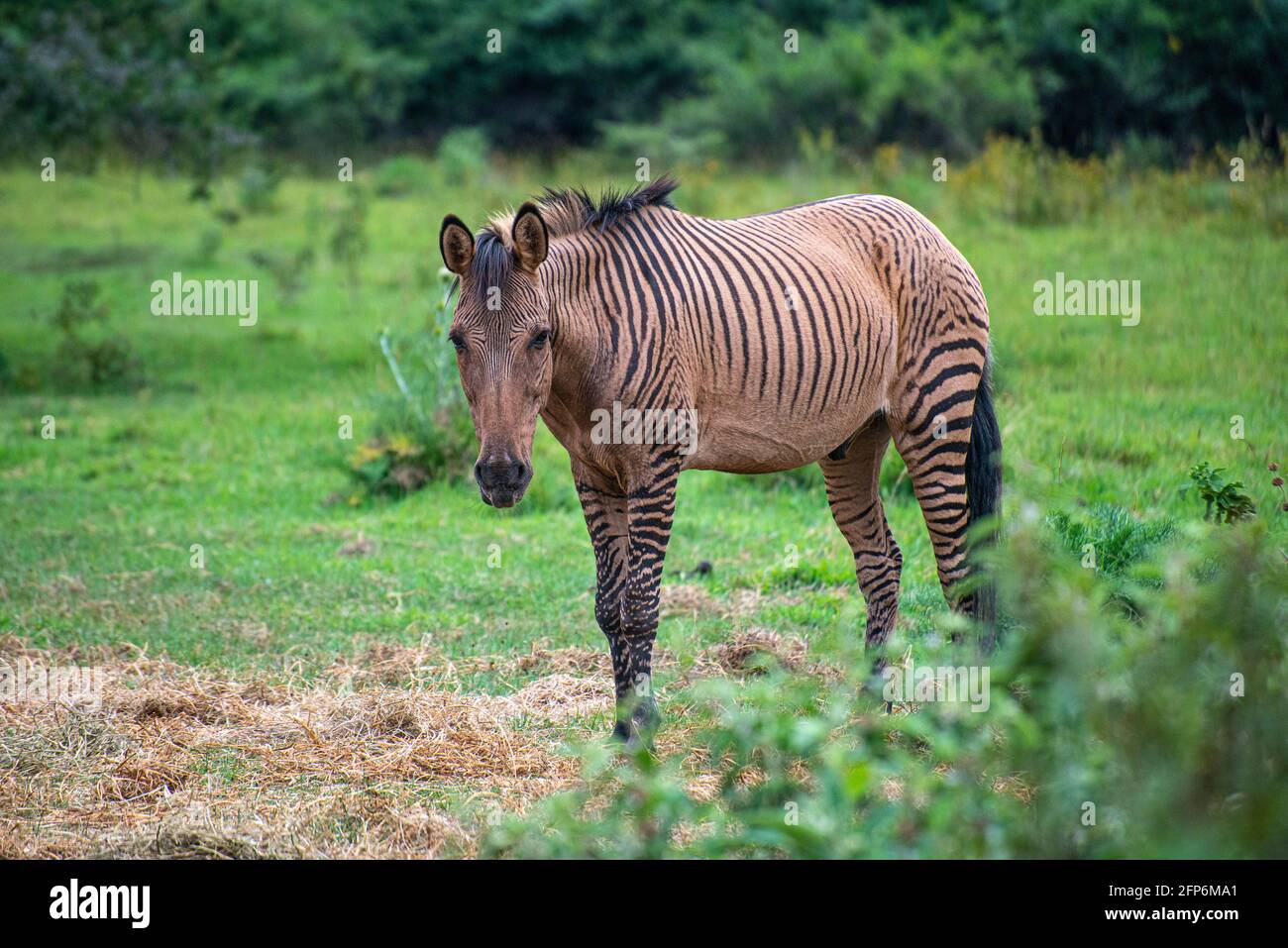 hybrid zebra that is half horse and zebra bred at the Mount Kenya Wildlife  Conservancy Stock Photo - Alamy