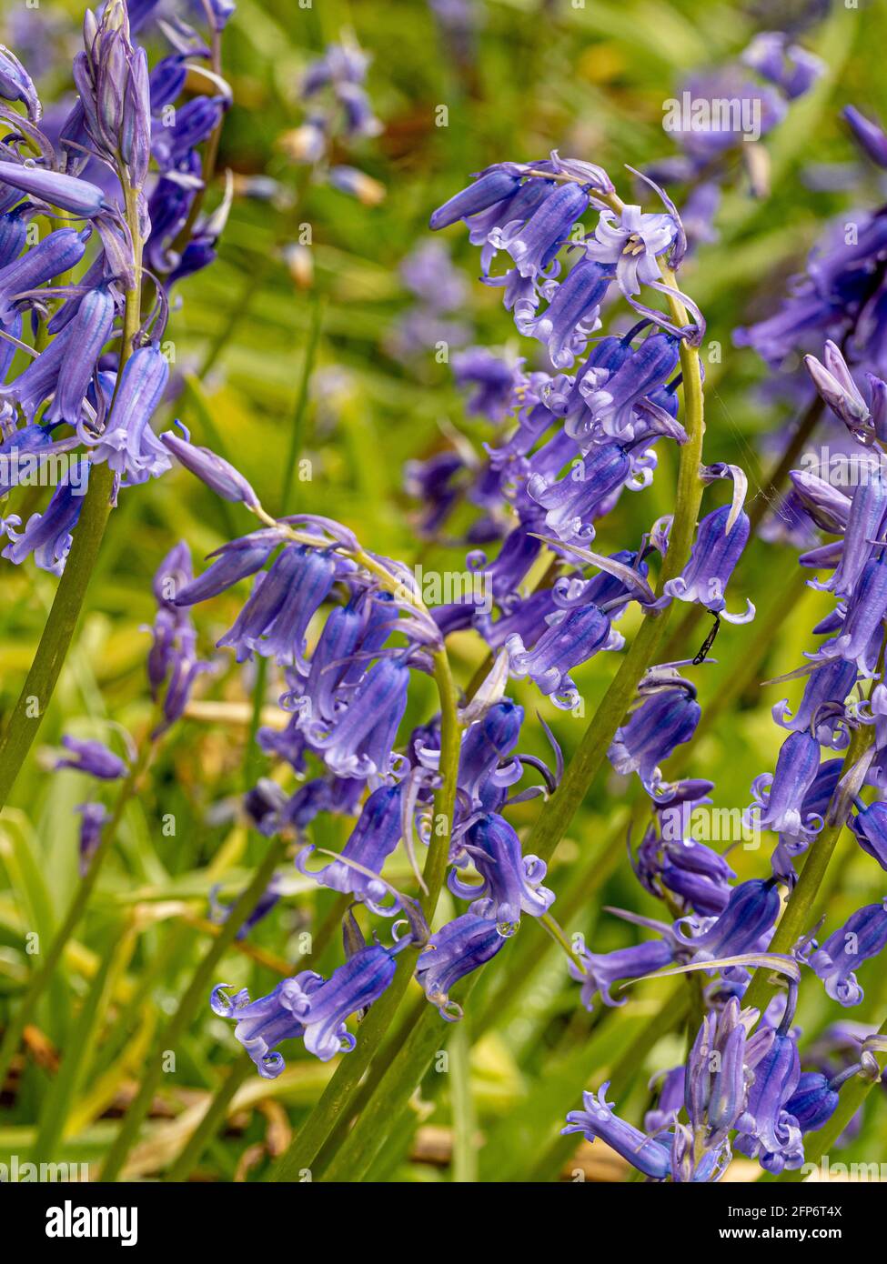 Purple bell shaped flowers hires stock photography and images Alamy
