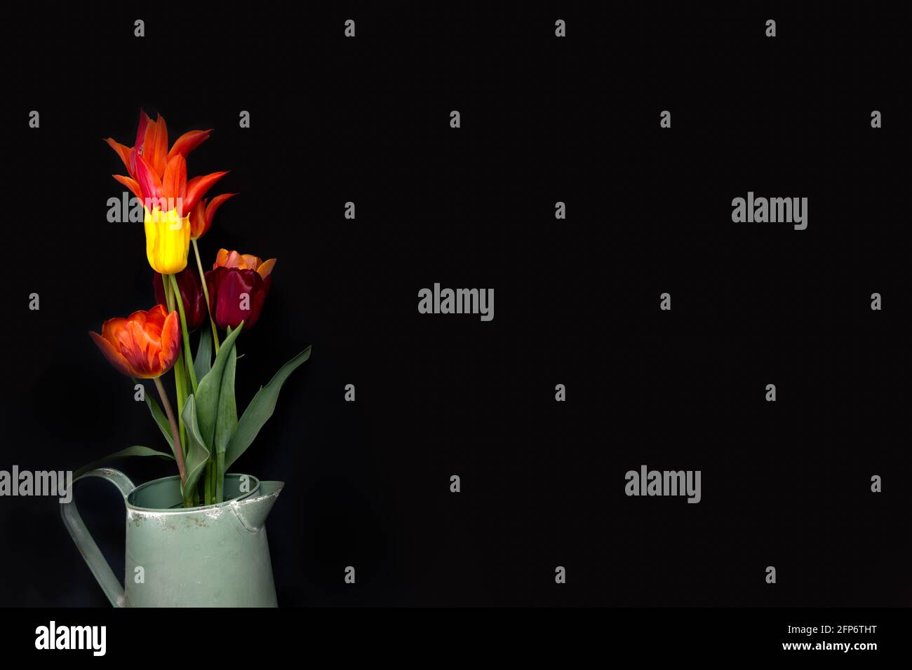 Bunch of colourful tulips on a black background, use as a card or background Stock Photo