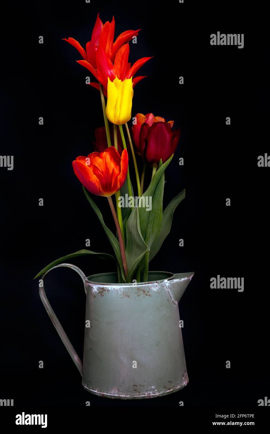 Bunch of colourful tulips on a black background Stock Photo