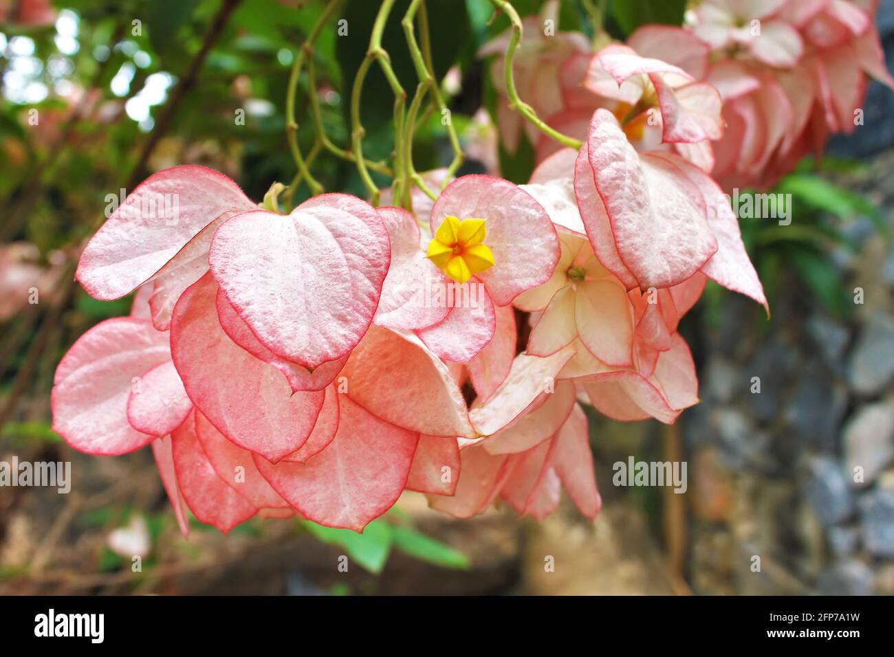 Bunch of fresh rose mussaenda philippica or donna queen sirikit flowers in Thailand, Bangkok Stock Photo