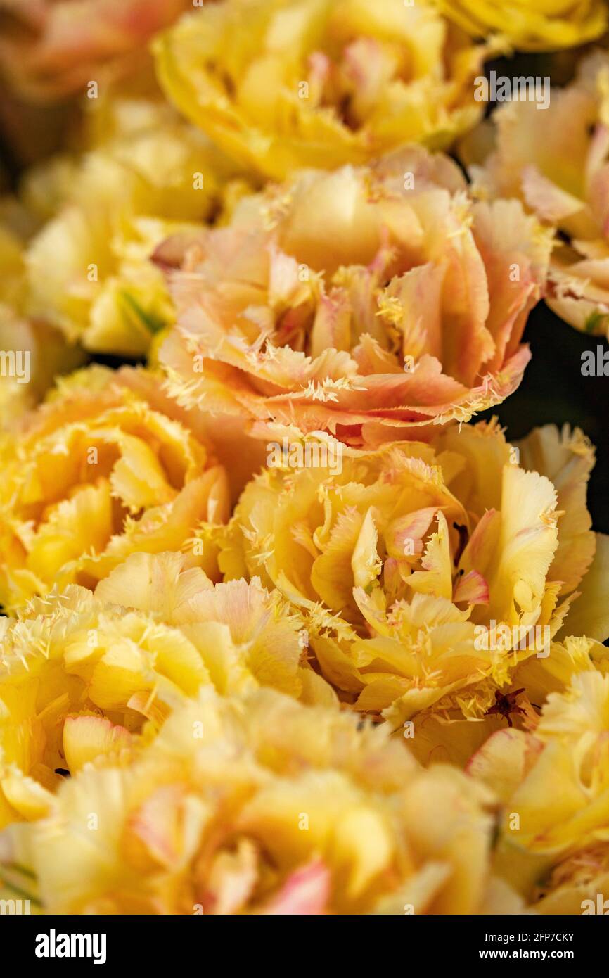 Stunning Tulipa – Vaya Con Dios flowers in close-up Stock Photo