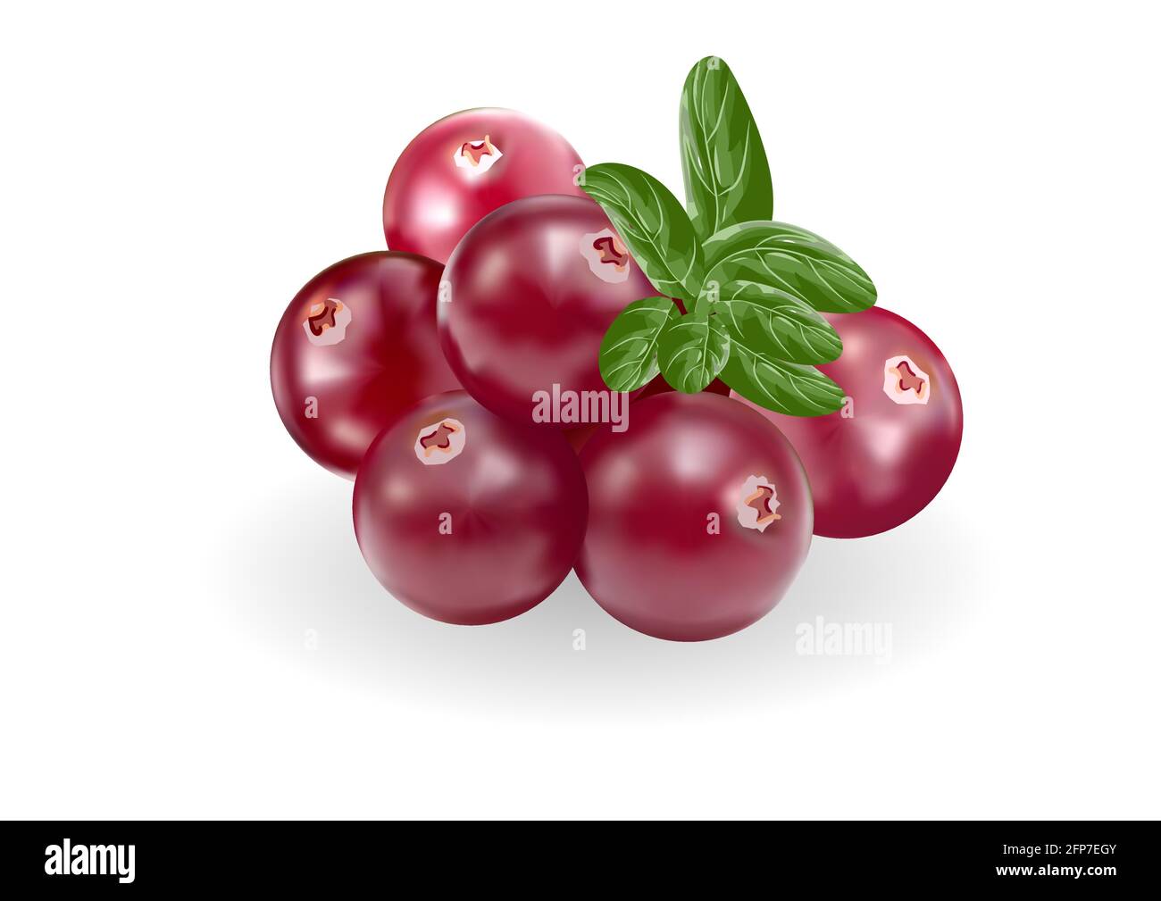 cranberry fruits with leaves isolated on white Stock Vector