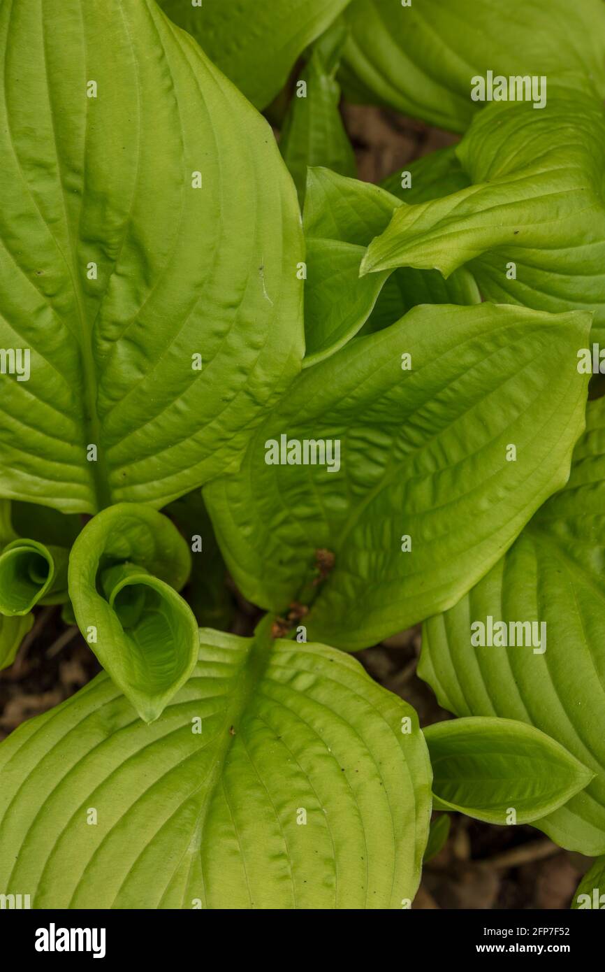 Close-up Hosta Honeybells (plantain lily 'Honeybells) leaves, natural  patterns in the environment Stock Photo - Alamy