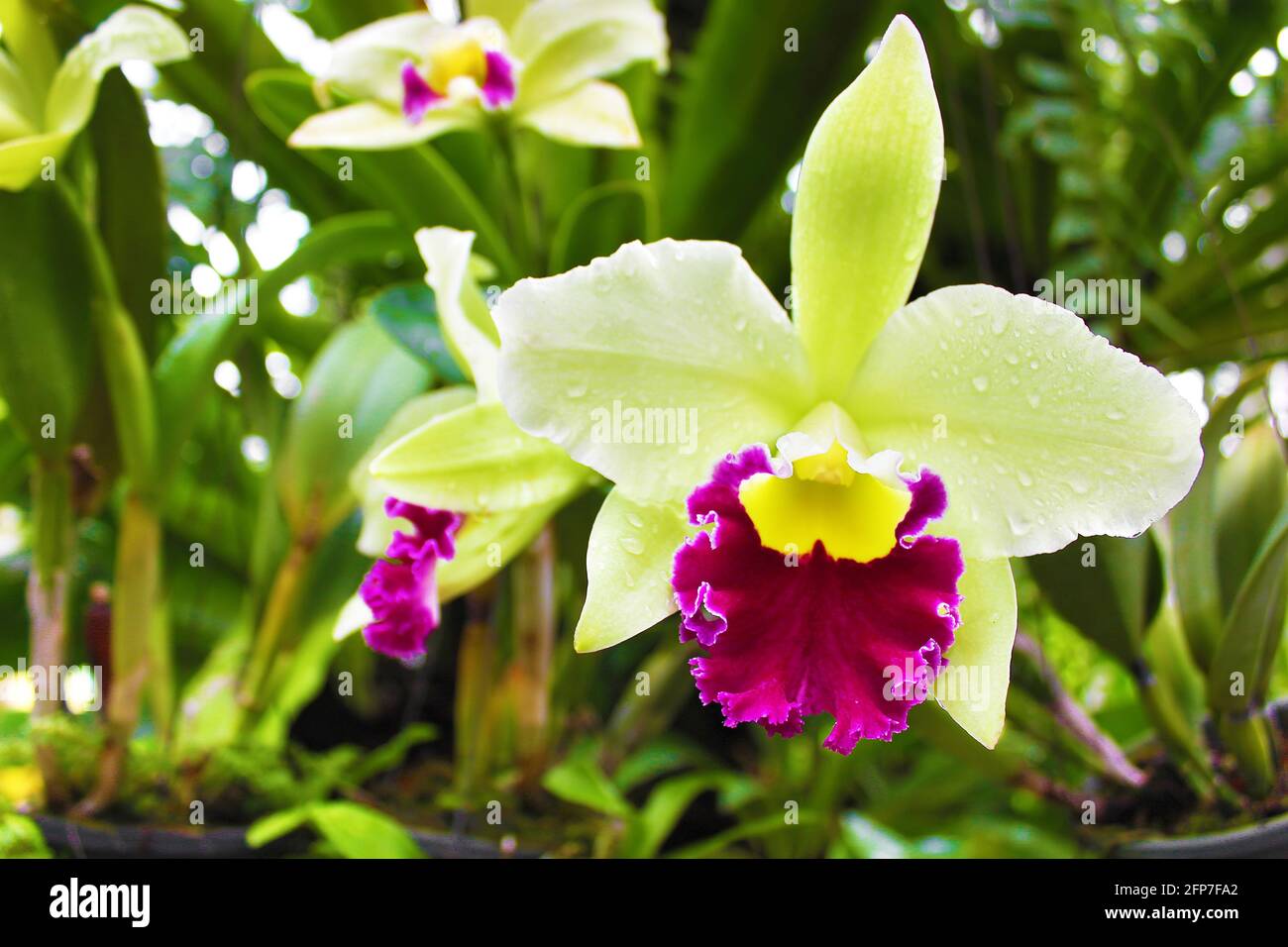 Green dendrobium orchid in Thailand Stock Photo