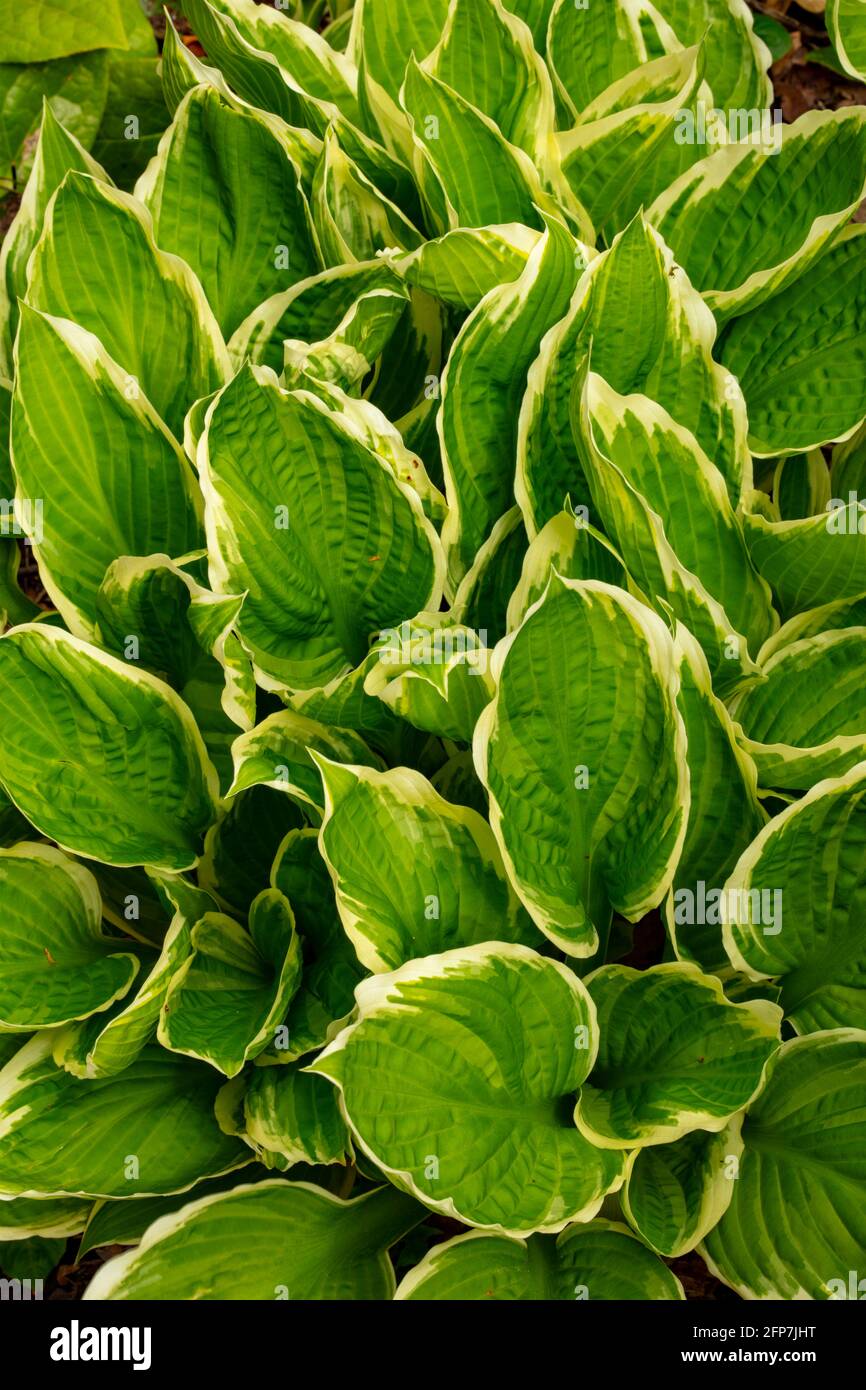 Hosta 'Albomarginata' (fortunei) variegated leaves as a natural pattern Stock Photo