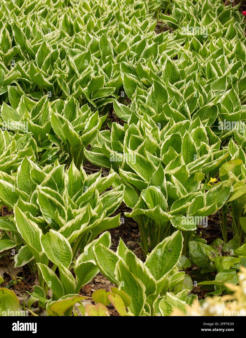 Hosta ‘Albomarginata’ (fortunei) variegated leaves as a natural pattern