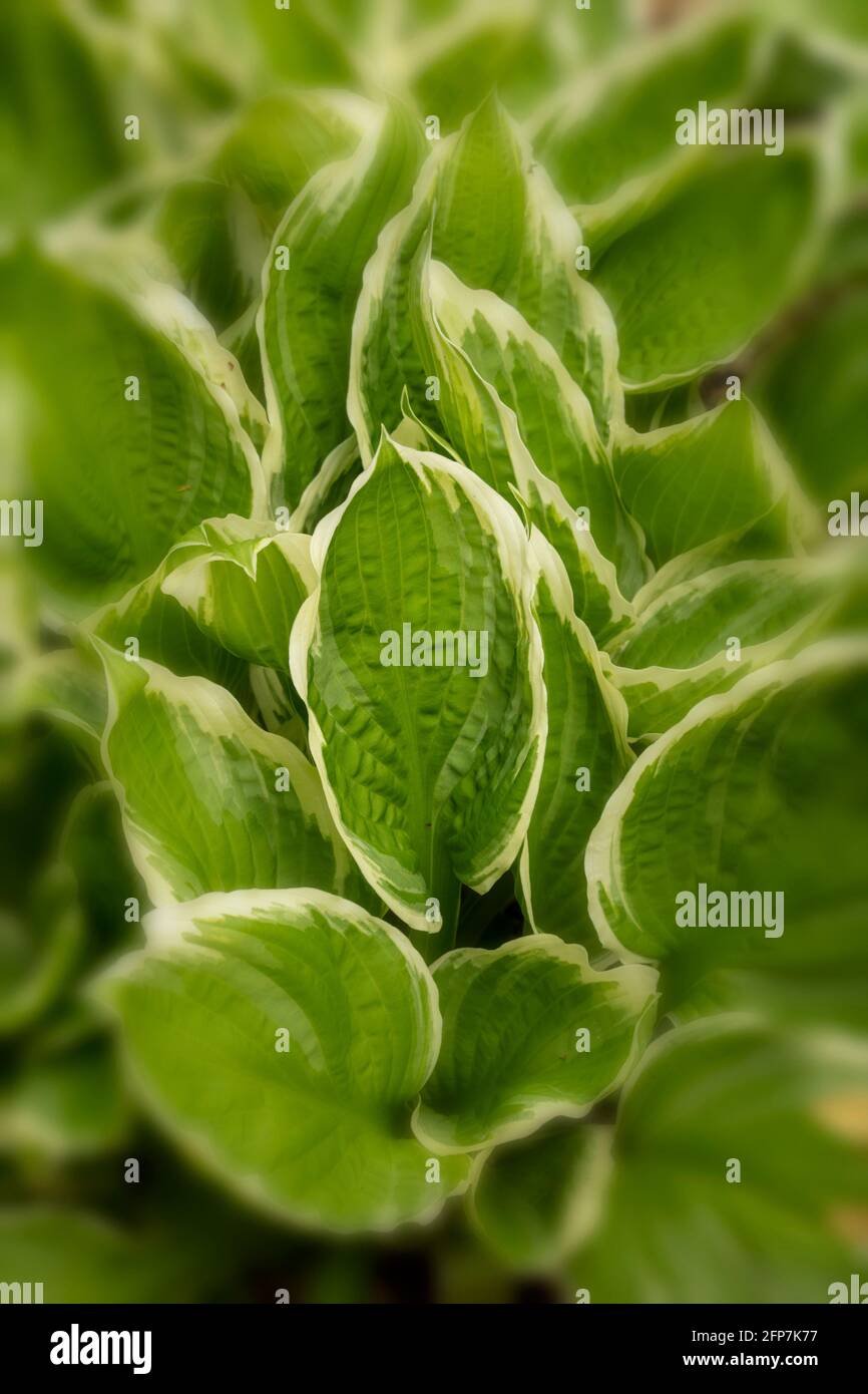 Hosta ‘Albomarginata’ (fortunei) variegated leaves as a natural pattern