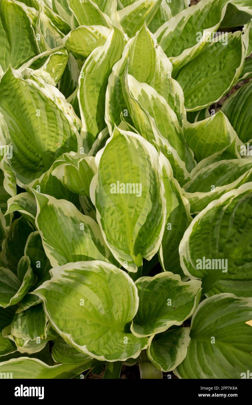 Hosta 'Albomarginata' (fortunei) variegated leaves as a natural pattern Stock Photo