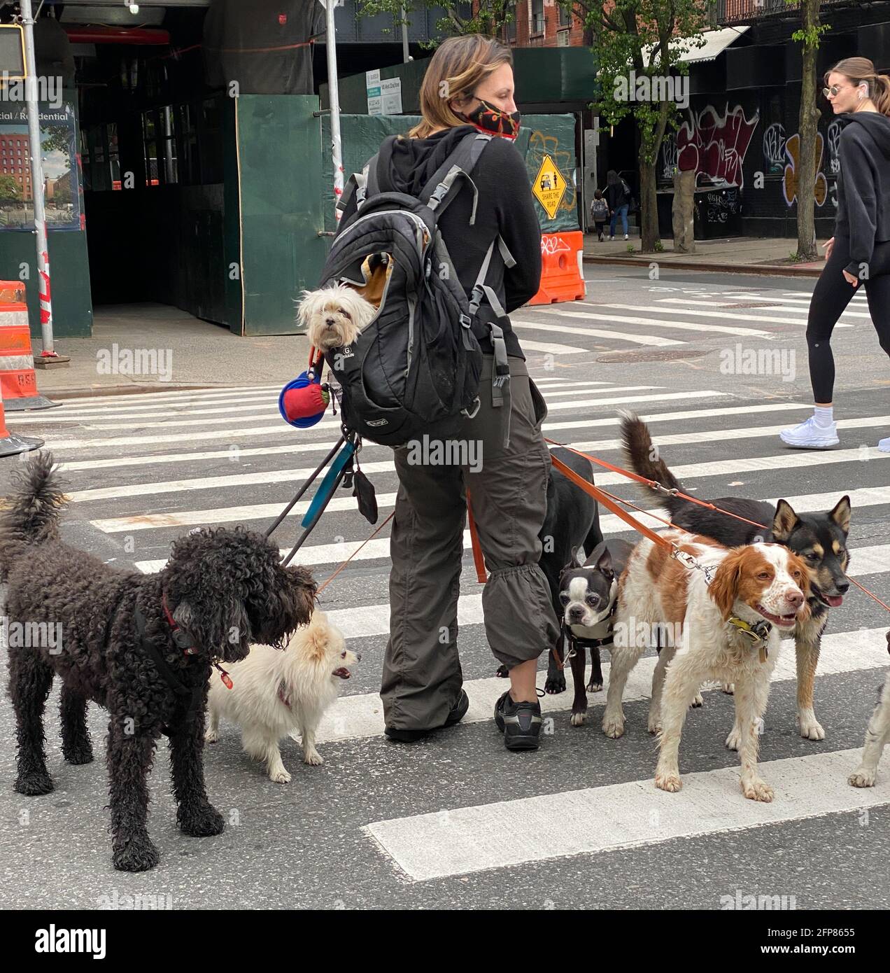 Can Dogs Go On Nyc Ferry