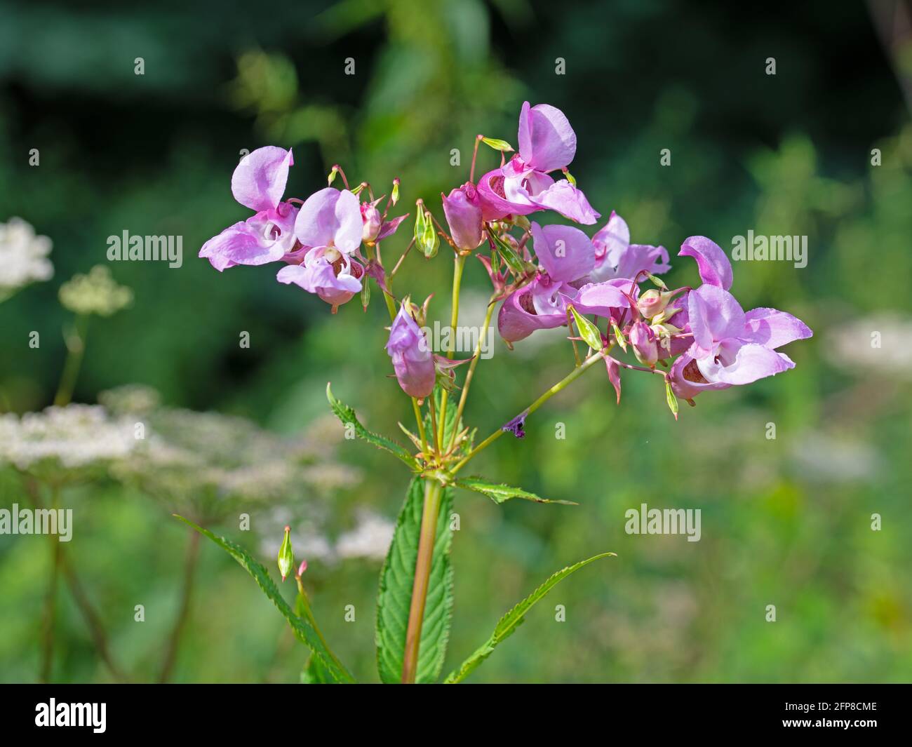 Flowering glandular balsam, Impatiens glandulifera Stock Photo