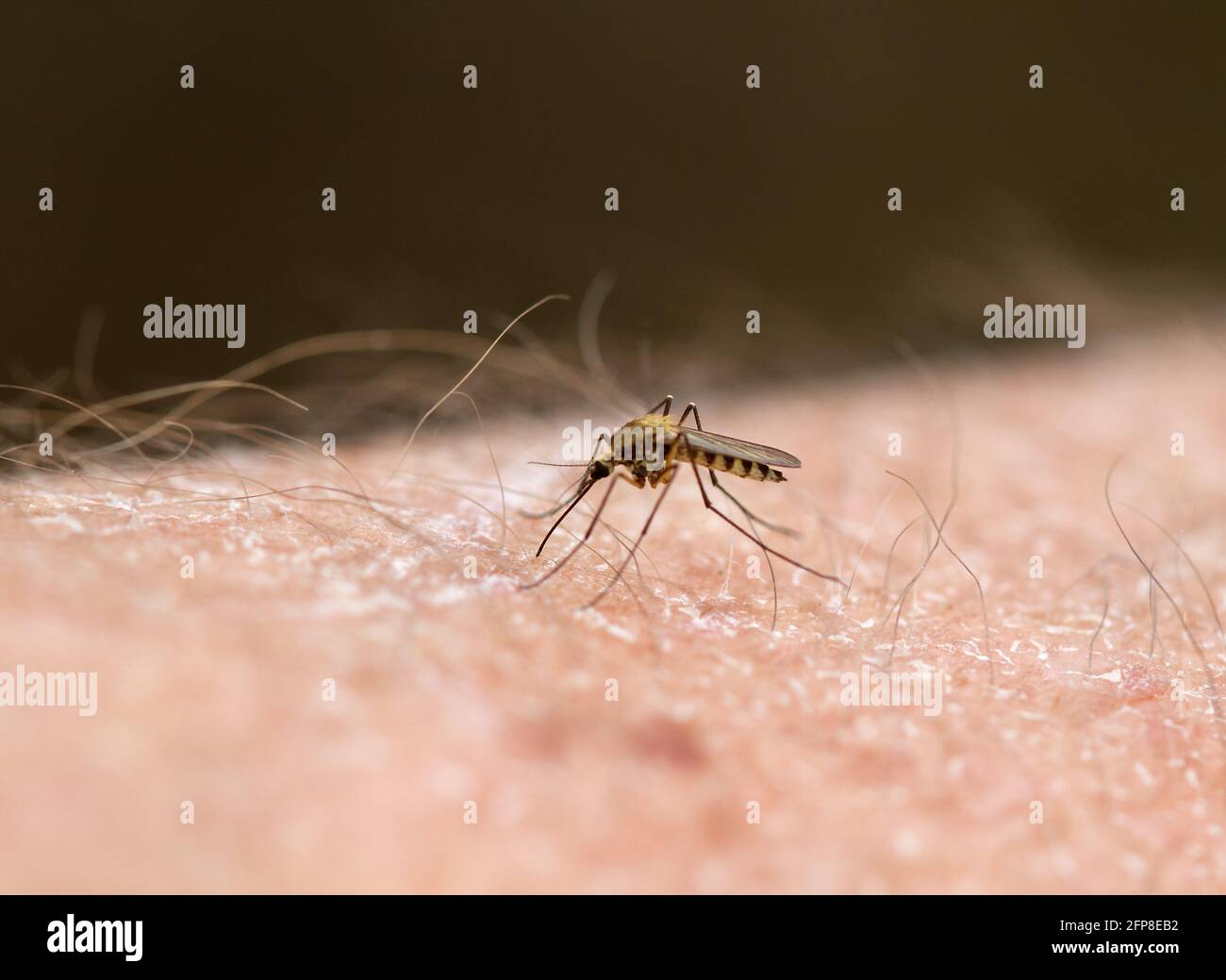 A Common house mosquito bites into a human's arm and sucks blood Stock Photo