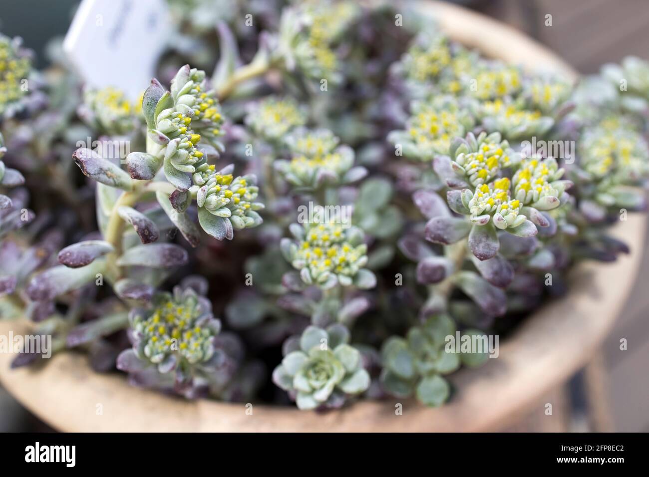 Sedum of pale green color with yellow flowers in a clay pot. Fragment of decoration of garden Stock Photo