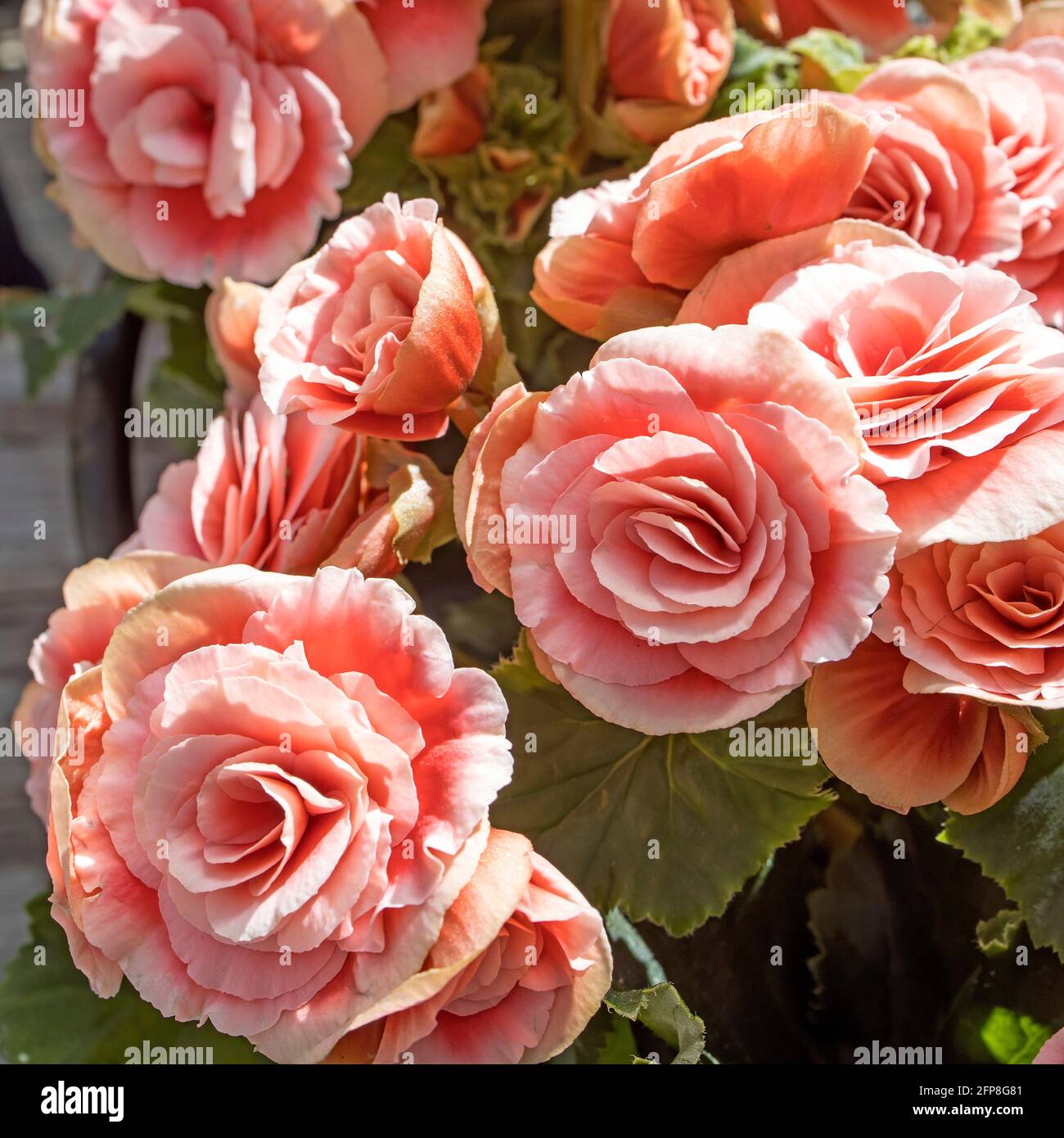 Begonia Elatior Borias Is A Delightful Houseplant This Begonia Has A Soft Pink Flower With A Red Centre It Maintains Very Well In The Summer And Rea Stock Photo Alamy