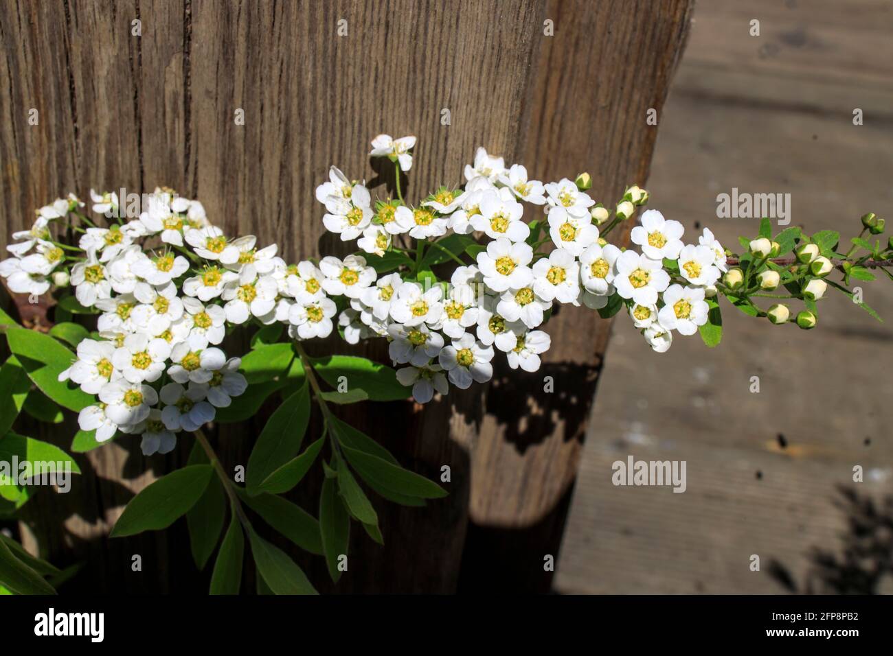 Blooming spirea bushes inside gray wooden benches in a recreation park. Urban design. Stock Photo