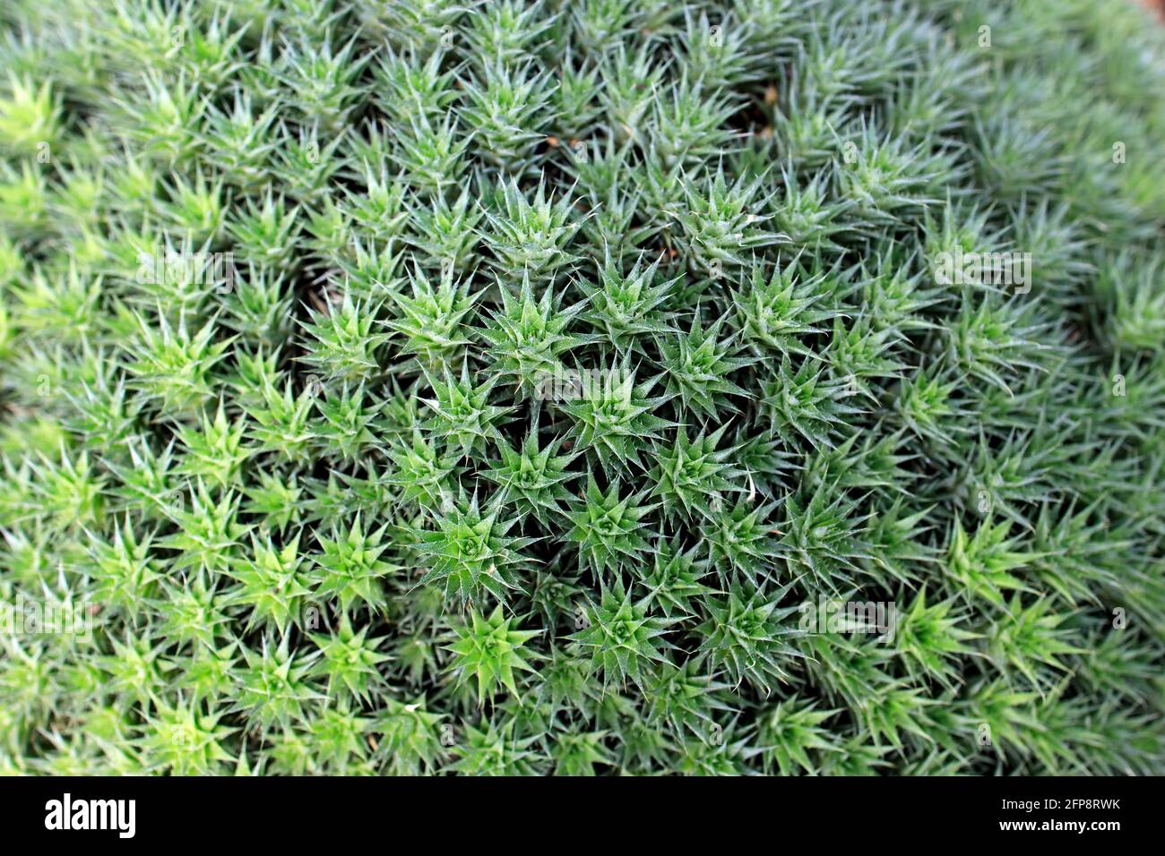 Abromeitiella chlorantha is low densely caespitose perennial cushion forming sub-succulent herb, peculiar terrestrial bromeliad that forms neat with h Stock Photo