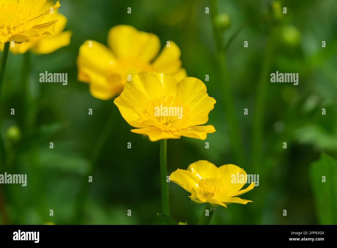 Creeping Buttercup Flowers in Springtime Stock Photo Alamy
