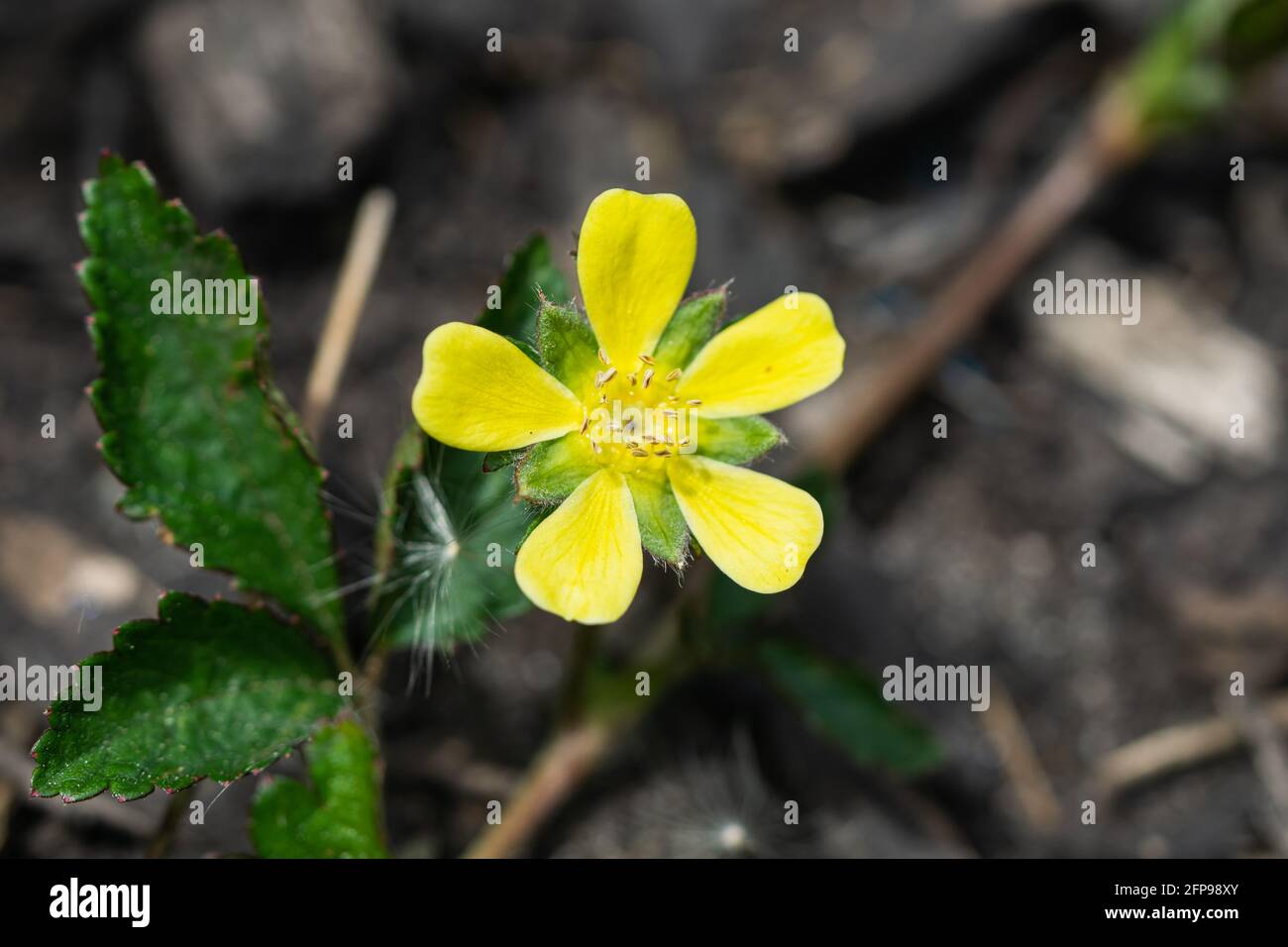 False strawberry potentilla indica hi-res stock photography and images ...