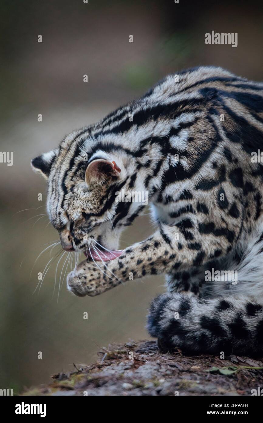 Leopard Cat, Prionailurus bengalensis, Sikkim, India Stock Photo - Alamy