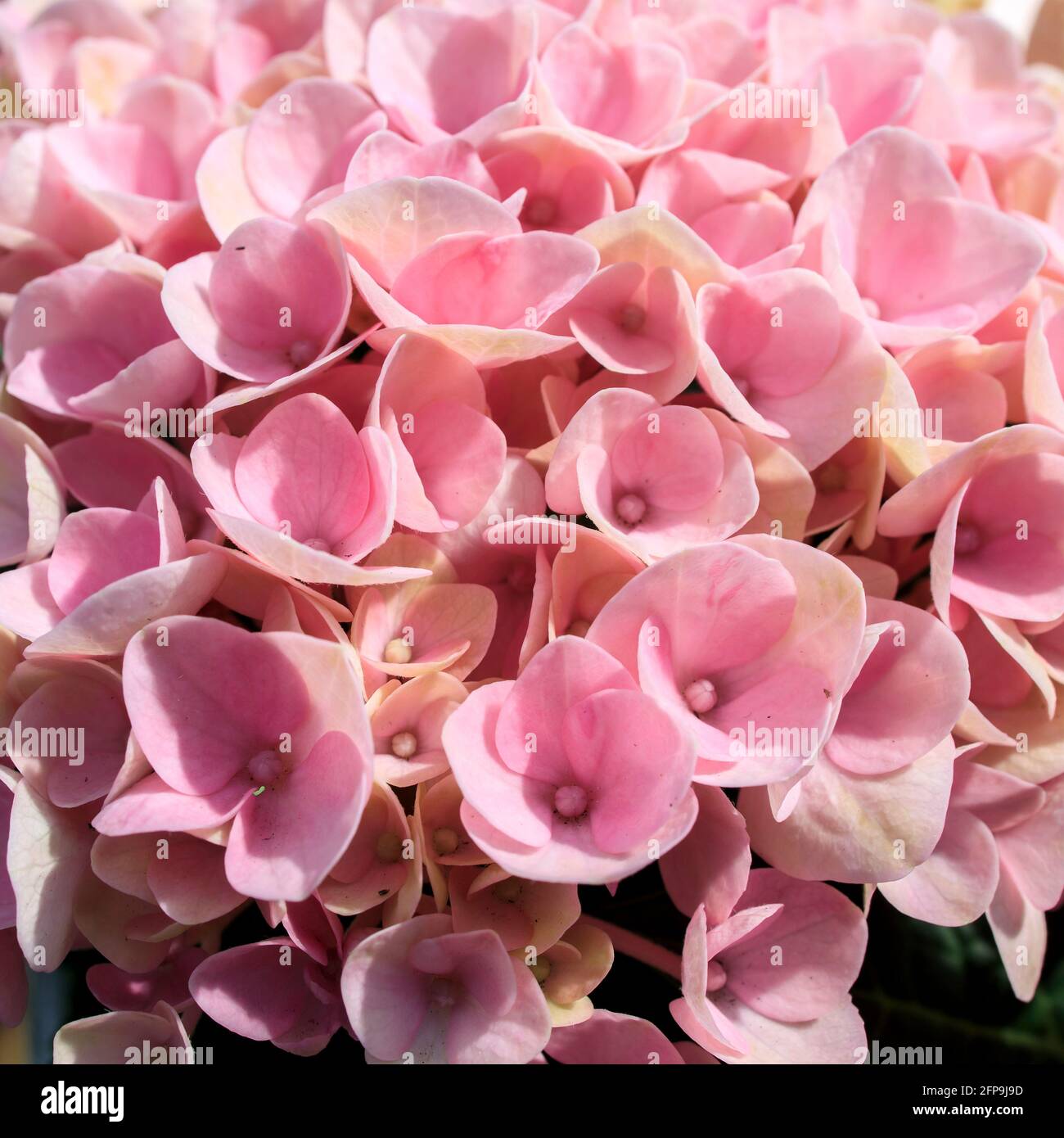 Pink hydrangea close up, square frame as postcard design. Fresh flower ...