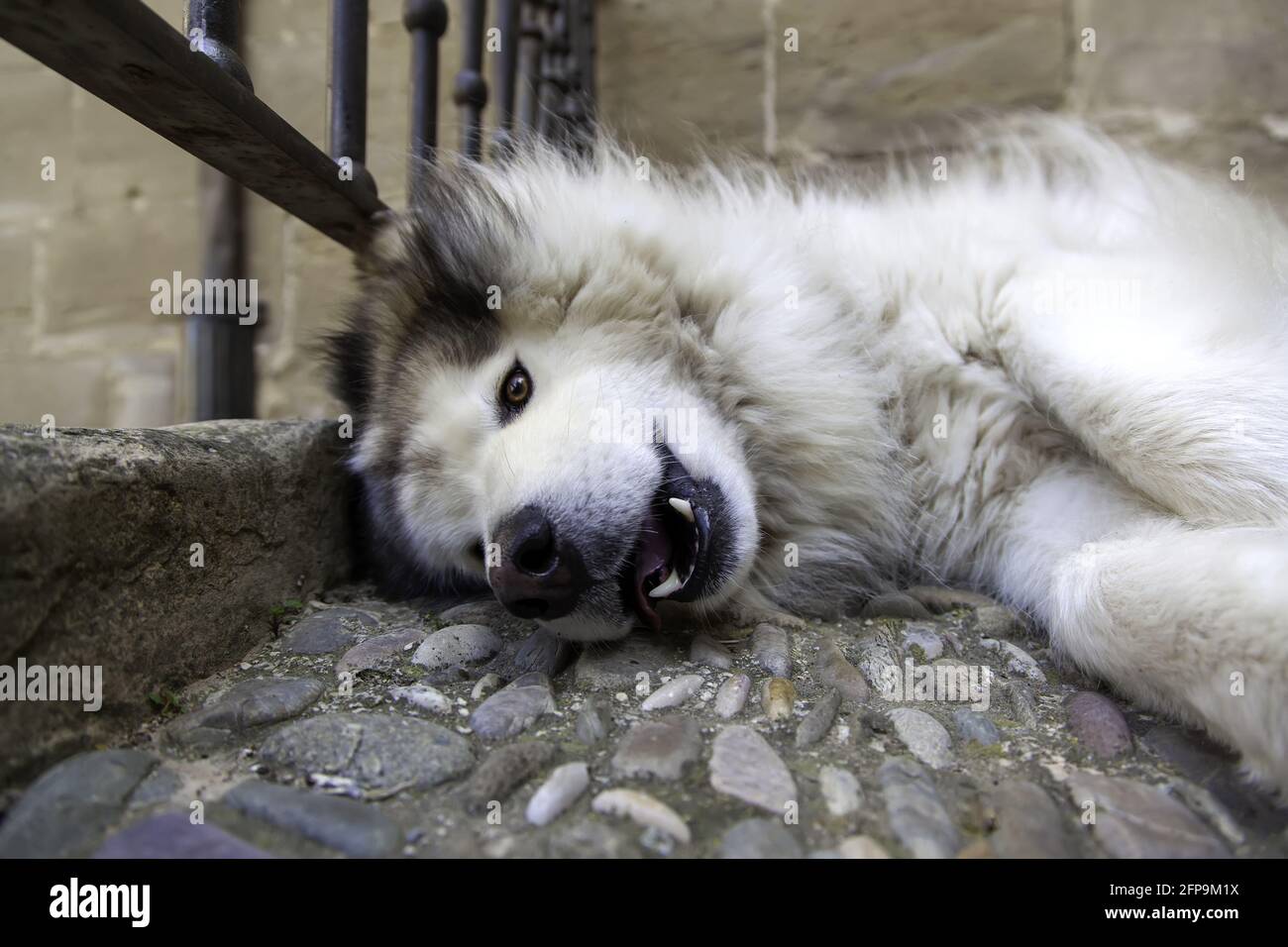 Detail Of Domestic Animal Playing And Enjoying Pet And Company Stock Photo Alamy Detail Of Domestic Animal Playing And Enjoying Pet And Company Stock Photo Alamy