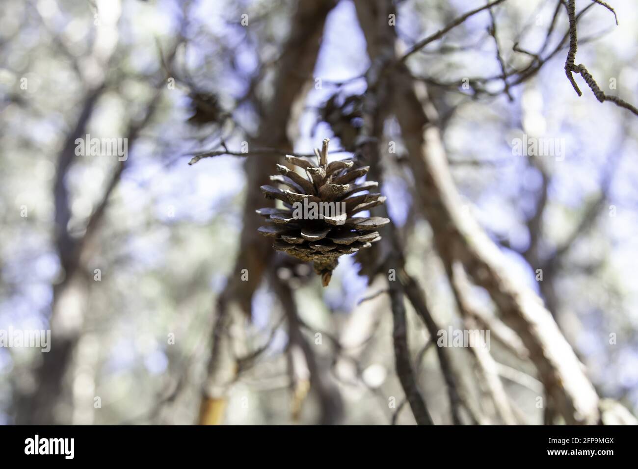 Detail of pine fruit, nature and outdoors, caring for the environment Stock Photo