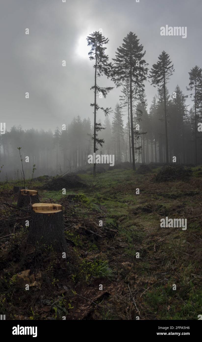 Vertical shot of tall trees in the forest under a cloudy sky Stock ...