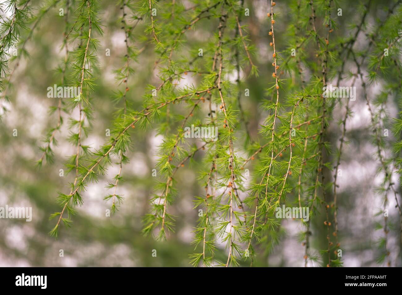 Hanging branches larch tree hi-res stock photography and images - Alamy