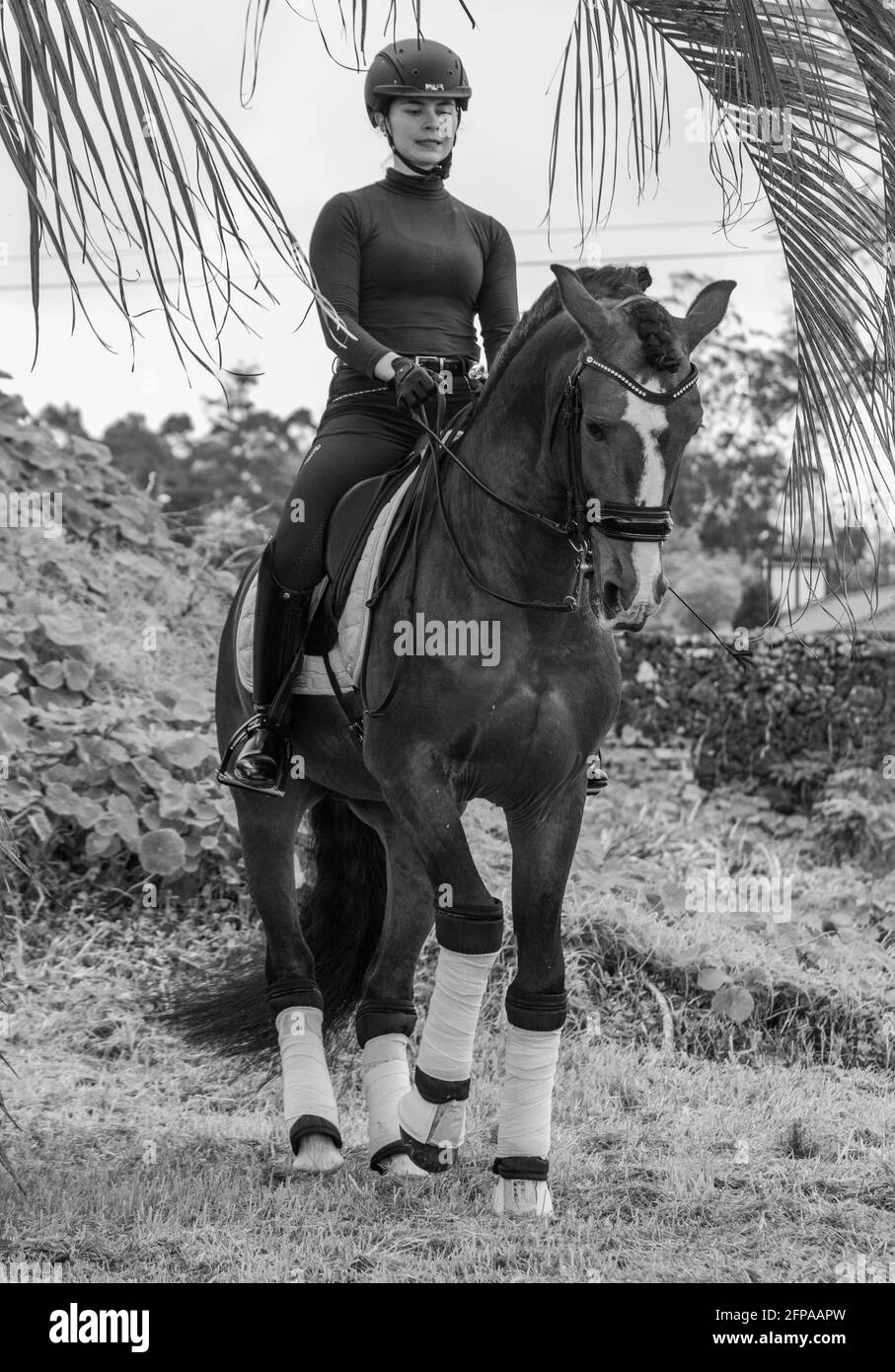 Woman dressage rider and her wonderful Lusitano horse, Azores island, Sao Miguel. Stock Photo