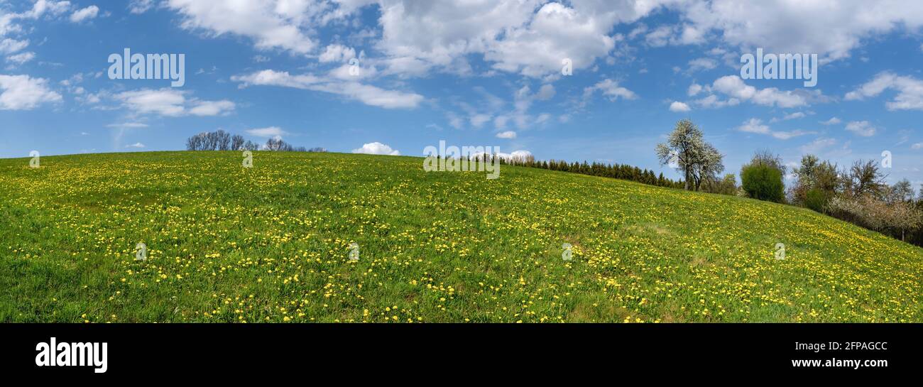 Green meadow with yellow dandelions in spring on an ascending hill Stock Photo