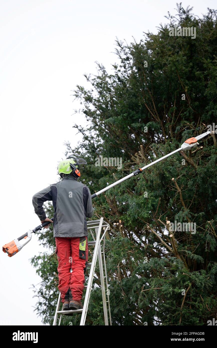 Professional gardener stand on ladder for trimmer the tree at garden