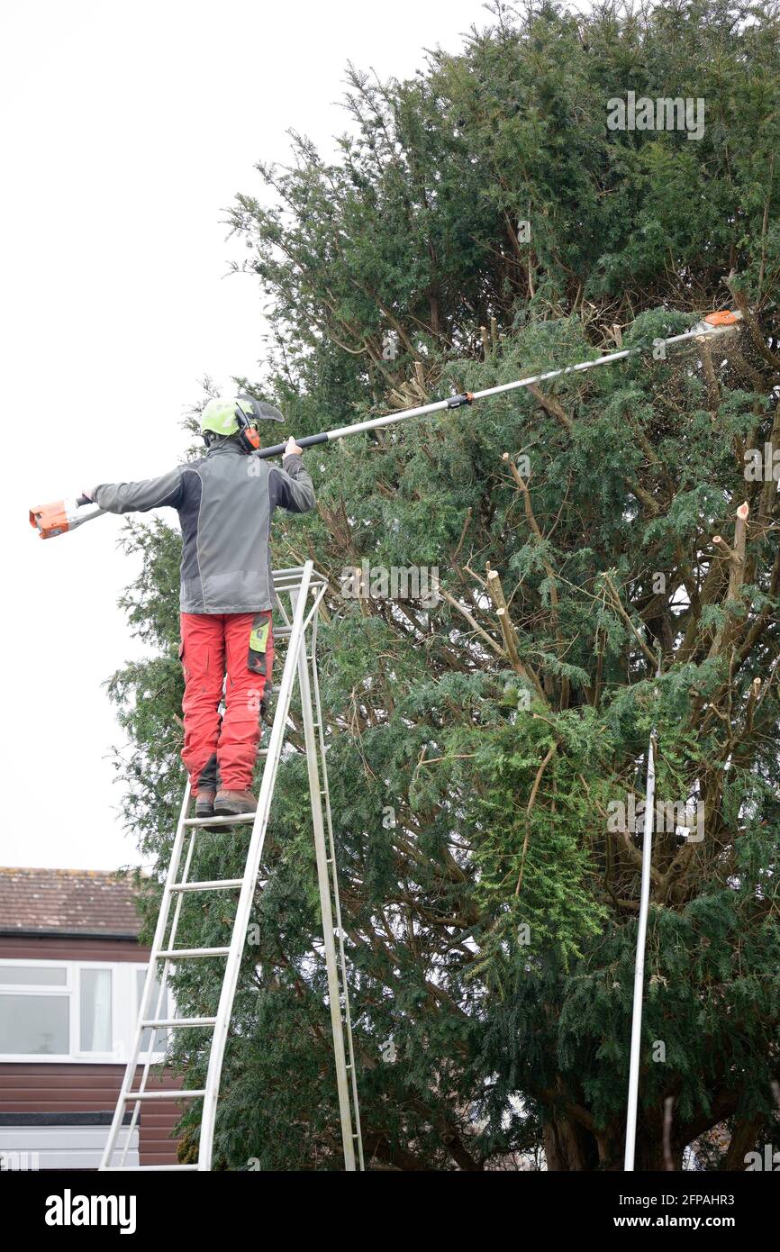 Professional gardener stand on ladder for trimmer the tree at garden