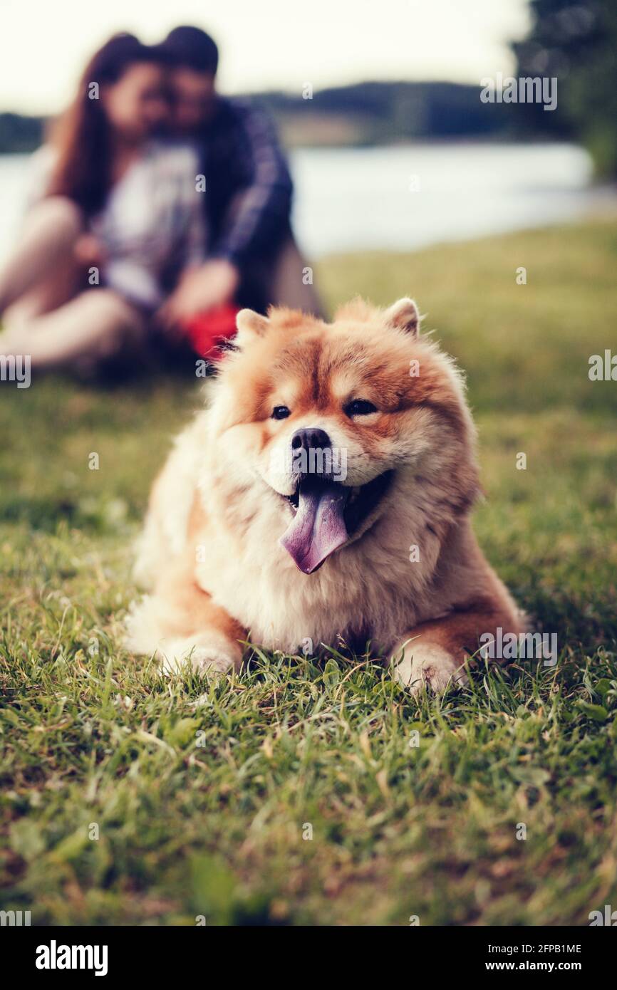 Fluffy dog Chow Chow lying on the grass. couple in love in blur Stock Photo
