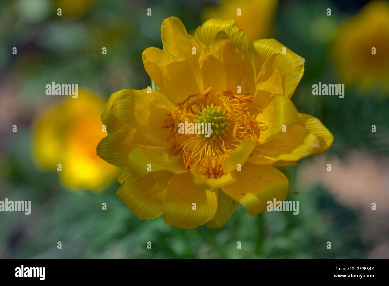 Blossom of False hellebore, Adonis vernalis medicinal herb - selective focus. Adonis spring flower on blurred green background Stock Photo