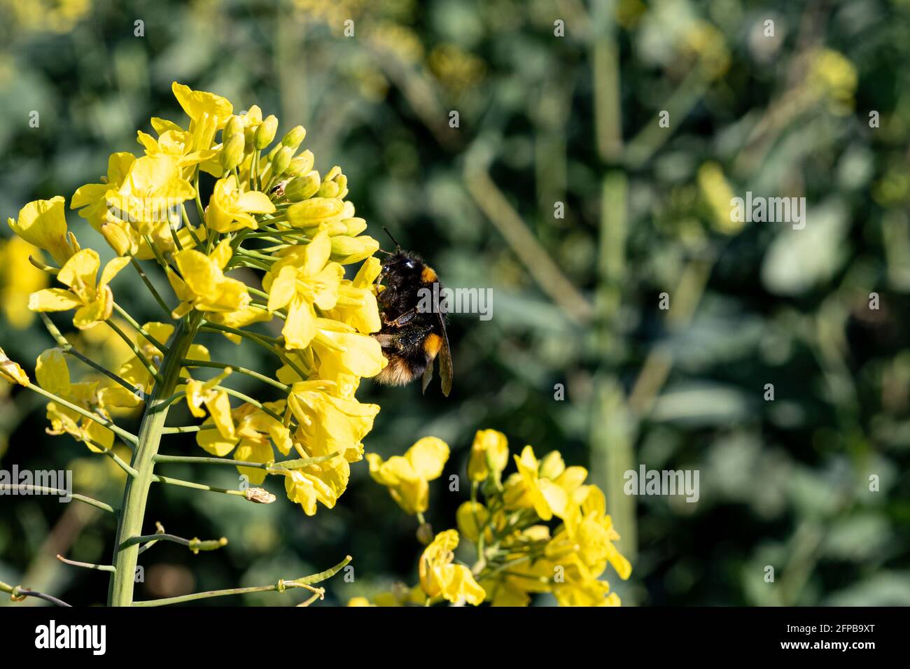 Close up of in bloom rapeseed where a bumble bee is collecting and is ...